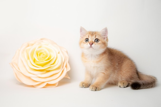 Lindo gato de raza británica con una flor grande sobre un fondo blanco.