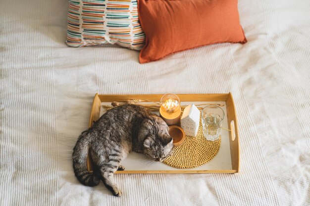 Lindo gato de la recta escocesa y almohadas de lino en una cama blanca con decoración casera Detalles de naturaleza muerta en casa en una cama Hogar acogedor Dulce hogar