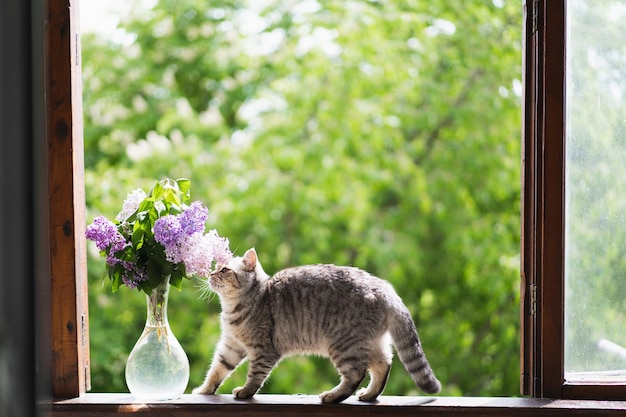 Lindo gato de la recta escocesa sentado y jarrón con flor lila en un alféizar vintage Detalles de naturaleza muerta en casa en una ventana de madera Concepto acogedor de primavera