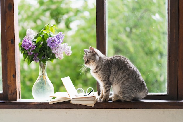 Lindo gato de la recta escocesa sentado y jarrón con flor lila libro abierto en un alféizar vintage Detalles de naturaleza muerta en casa en una ventana de madera Leer y descansar Concepto acogedor de primavera