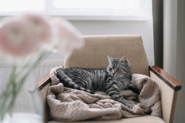 Lindo gato recto escocés acostado en un sillón en el interior