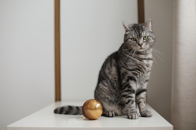 Lindo gato recto escocés atigrado jugando con una bola dorada de Navidad en casa