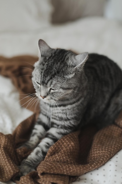 Lindo gato recto escocés en la cama en casa