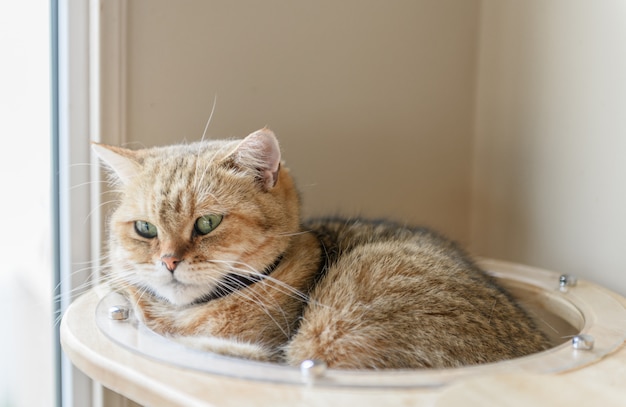 Lindo gato recto escocés marrón dormir en casa