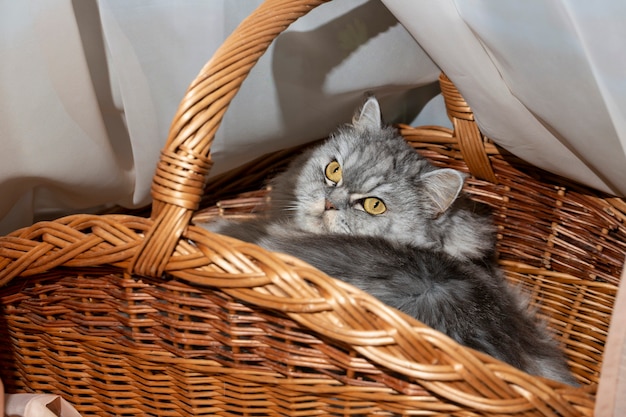 Lindo gato recto escocés de pelo largo gris en una cesta de madera