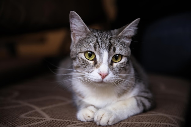 Lindo gato relajante