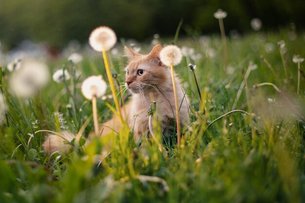 Lindo gato rojo en un campo con dientes de león