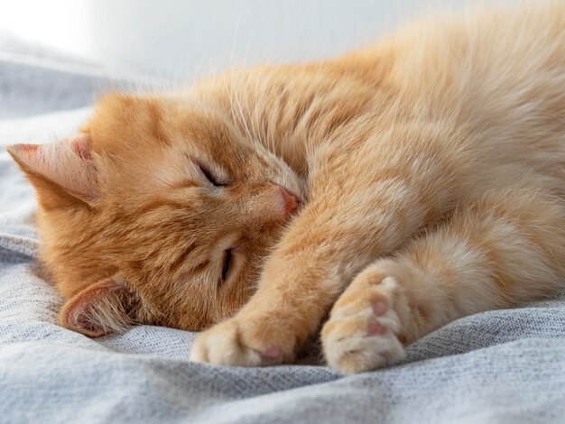 Lindo gato rojo durmiendo sobre una manta gris. Mascota durmiendo