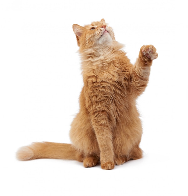 Foto lindo gato rojo esponjoso adulto sentado y levantó sus patas delanteras