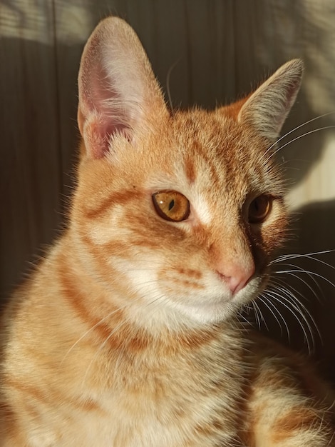 lindo gato rojo esponjoso se sienta y disfruta del sol