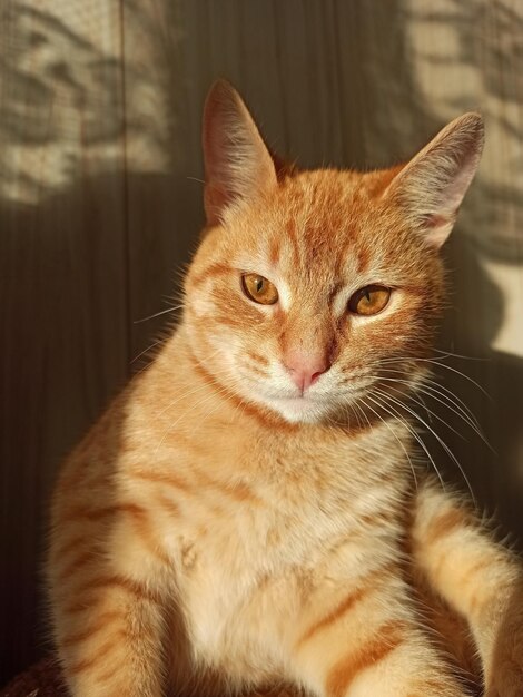 lindo gato rojo esponjoso se sienta y disfruta del sol