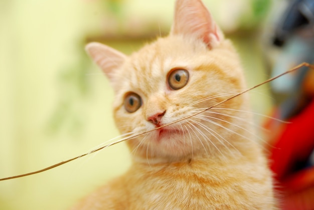 lindo gato rojo jugando un palo en el colchón