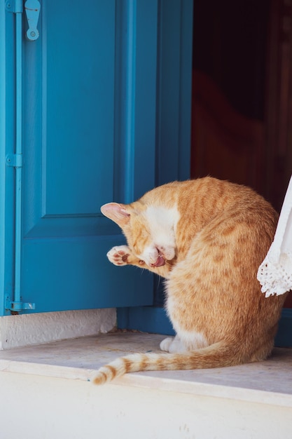 Lindo gato rojo sentado en el alféizar de la ventana con persianas de madera azul