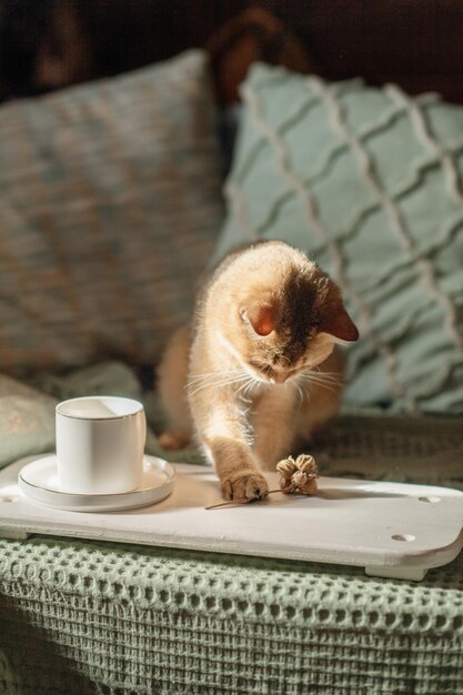 Lindo gato rojo se sienta en la cama con una taza