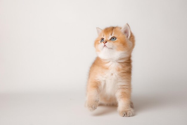 Lindo gato rojo sobre un fondo blanco