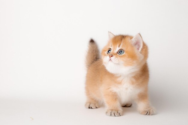 Lindo gato rojo sobre un fondo blanco