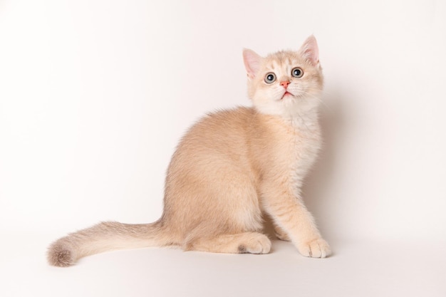 Lindo gato rojo sobre un fondo blanco