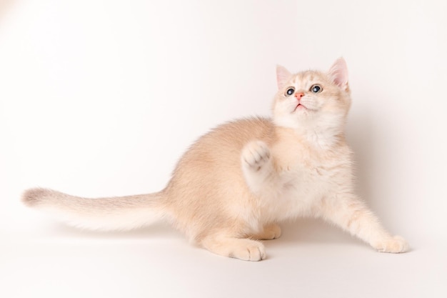 Lindo gato rojo sobre un fondo blanco