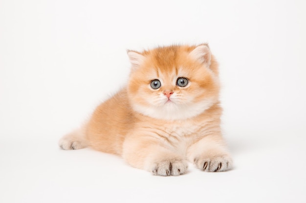 Lindo gato rojo sobre un fondo blanco