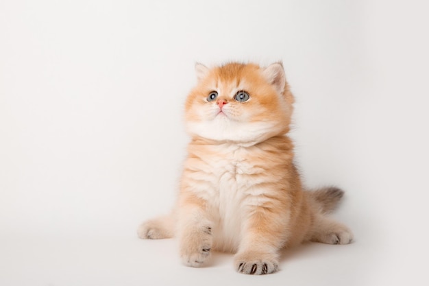 Lindo gato rojo sobre un fondo blanco