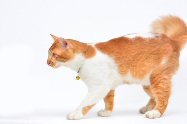 Lindo gato rojo sobre fondo blanco