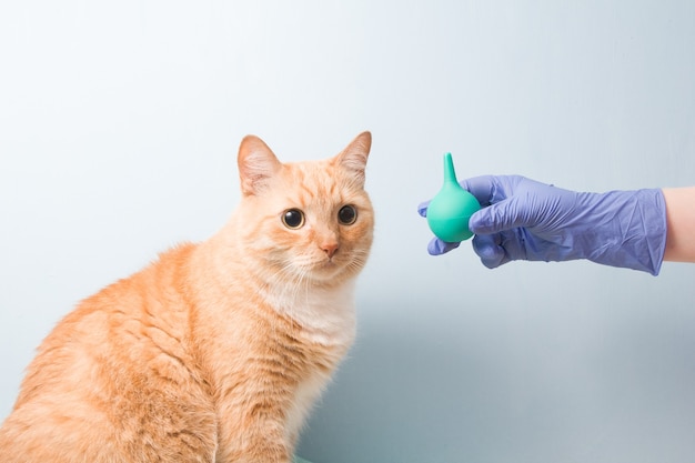 Lindo gato rojo sobre una pared azul está esperando un enema,