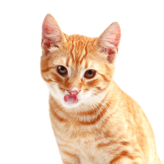 Foto lindo gato rojo sobre una superficie blanca