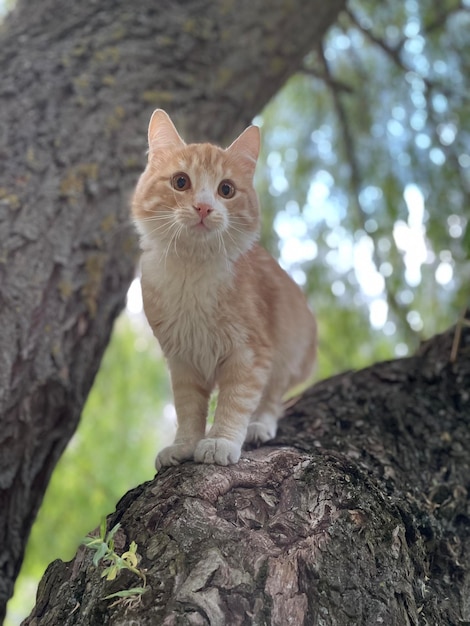 un lindo gato rojo