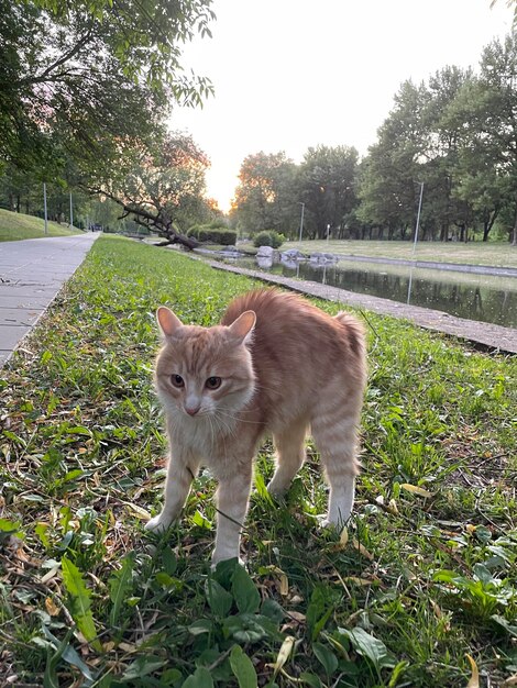 un lindo gato rojo