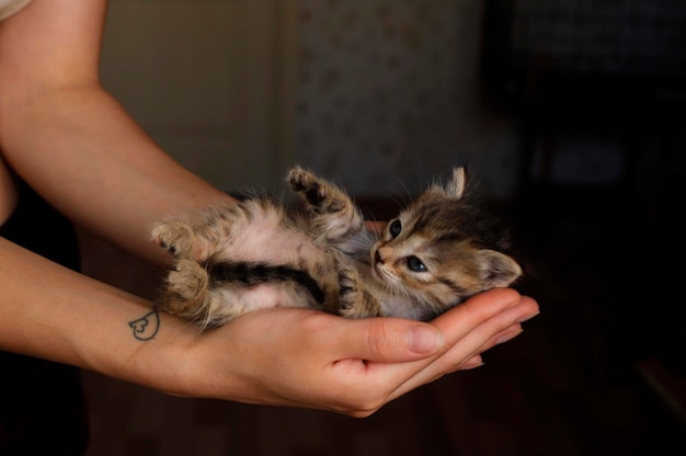 Lindo gato ronroneando está acostado y descansando sobre los brazos de las niñas Mujer abrazando a un gatito