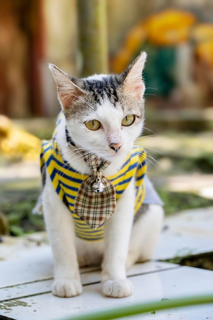 Lindo gato en ropa jugando en el patio