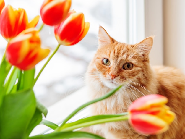 Lindo gato ruivo com buquê de tulipas vermelhas. animal de estimação fofo com flores coloridas.