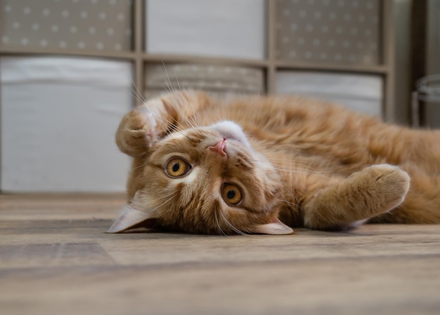 Lindo gato ruivo com olhos amarelos está deitado no chão