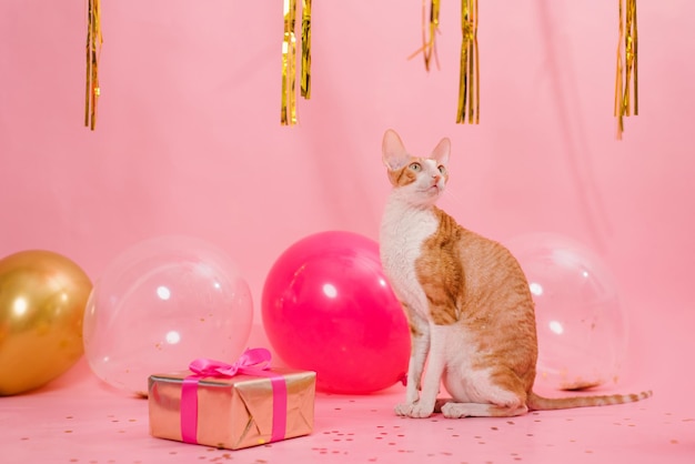 Lindo gato ruivo cornish rex para aniversário com balões e um presente em um fundo rosa