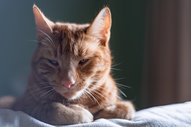 Lindo gato ruivo de perto