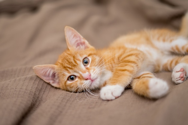 Lindo gato ruivo deitado na cama. Animal de estimação fofo está olhando com curiosidade. Gatinho perdido dorme na cama. Foto de alta qualidade