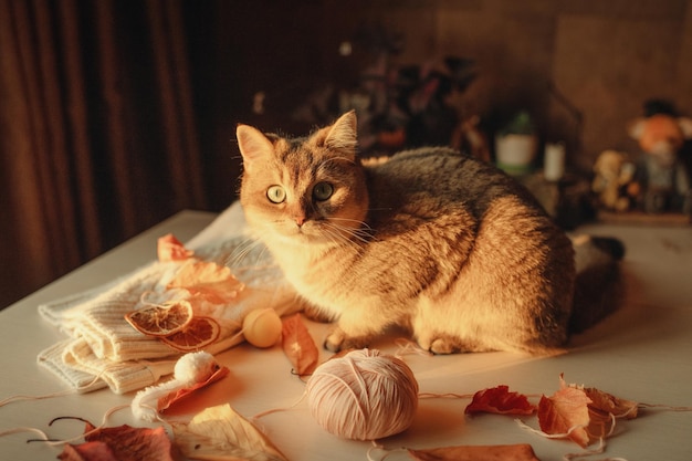 Lindo gato ruivo doméstico senta-se em uma sala sobre uma mesa em cores quentes