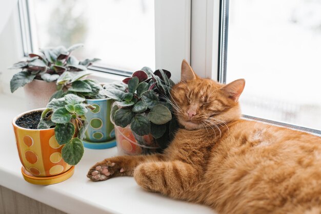 Lindo gato ruivo dorme docemente no parapeito da janela, descansando a cabeça nas flores violetas internas