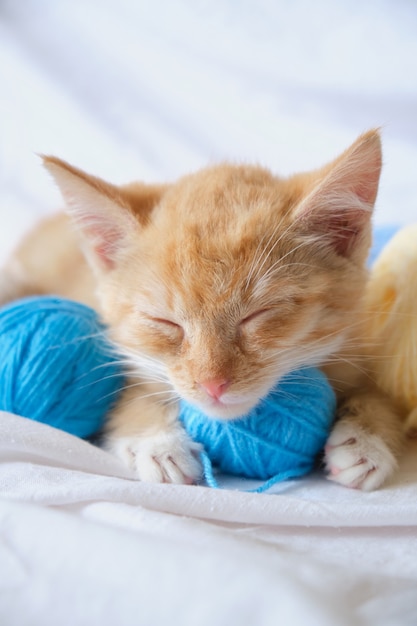 Lindo gato ruivo e bolas de fios de cores diferentes, o gatinho está dormindo na cama