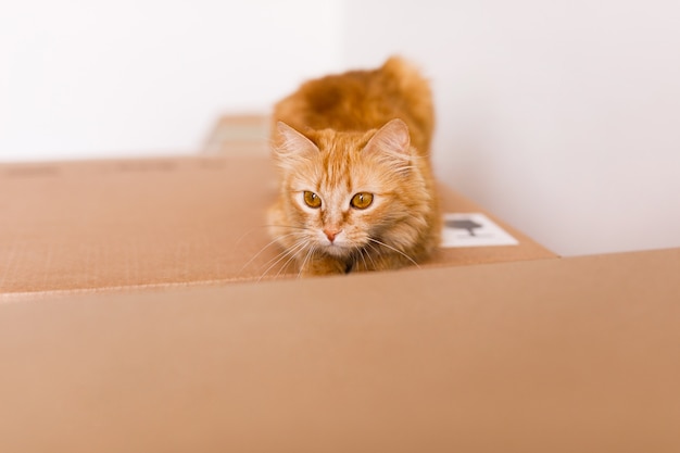 Lindo gato ruivo em caixa de papelão no chão em casa