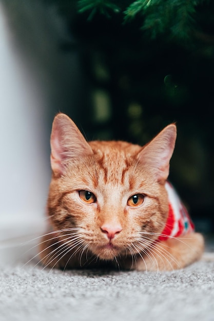 Lindo gato ruivo em jumper de natal