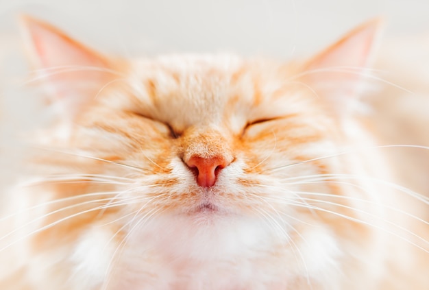 Lindo gato ruivo está cochilando. Feche foto de rosto fofo de estimação. Animal doméstico está apertando os olhos com prazer. Foto macro do olho e nariz de gato.