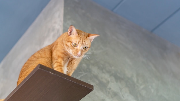 Lindo gato ruivo sentado nas prateleiras.