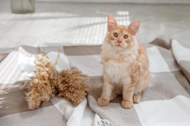 Lindo gato ruivo, sentado no chão. gato vermelho maine coon