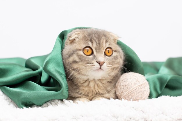 Lindo gato Scottish Fold acostado de espaldas debajo de la manta aislado en blanco