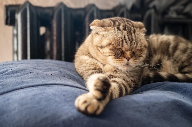Lindo gato Scottish Fold dorme em um otomano macio ao lado de um radiador quente