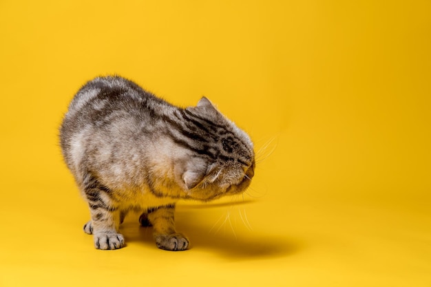 Lindo gato Scottish Fold em uma posição bizarra. Copie o espaço.