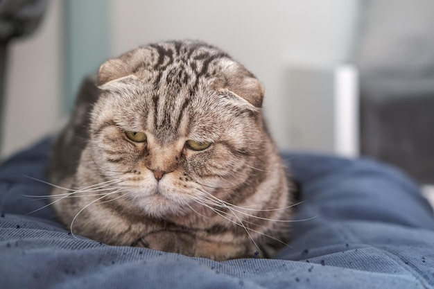 Lindo gato Scottish Fold está deprimido ella está sentada en una otomana suave