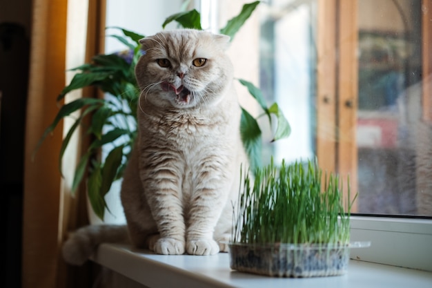 Lindo gato scottish fold sentado cerca de hierba gatera o hierba de gato cultivada a partir de cebada, avena, trigo o semillas de centeno gato