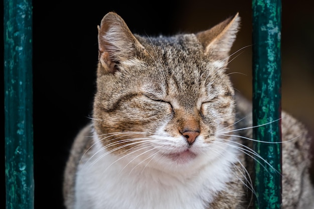 Lindo gato sentado en el cristal de la ventana